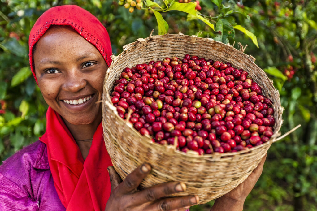 Young African woman holding basket full of coffee cherries, coffee farm, Ethiopia, Africa. There are several species of Coffea - the coffee plant. The finest quality of Coffea being Arabica, which originated in the highlands of Ethiopia. Arabica represents almost 60% of the world’s coffee production..